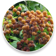 Saponins (Steroidal Saponins)