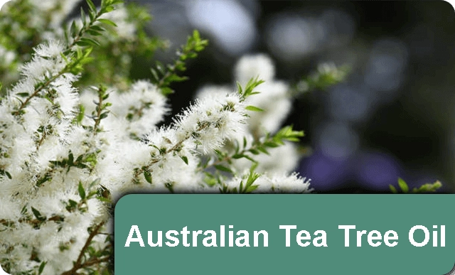 Australian-Tea-Tree