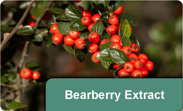 Bearberry