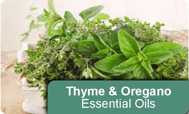 Thyme-Oregano